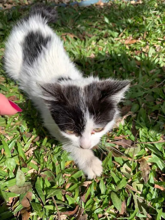 Gato ra a Desconhecida  idade 2 a 6 meses nome Mili