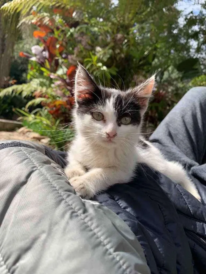 Gato ra a Desconhecida  idade 2 a 6 meses nome Mili