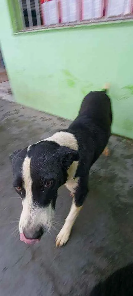 Cachorro raça Srd idade 2 anos nome Bile