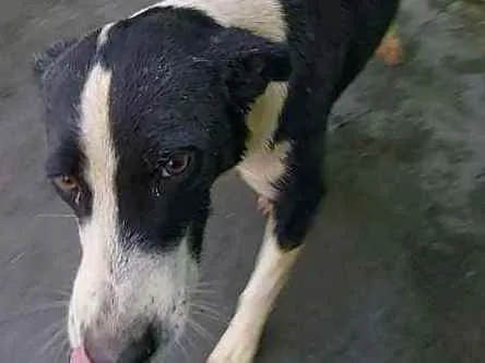Cachorro raça Srd idade 2 anos nome Bile
