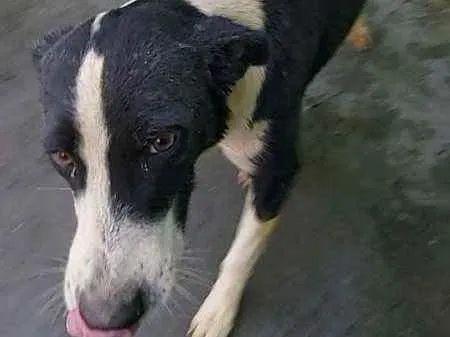 Cachorro raça Srd idade 2 anos nome Bile