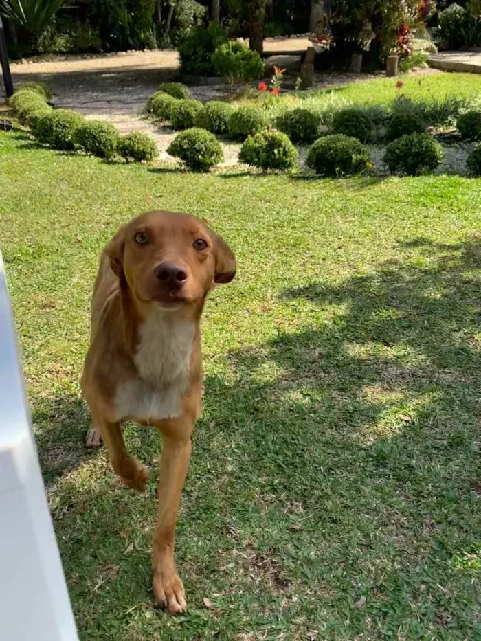 Cachorro ra a Desconhecida  idade  nome Bingo 