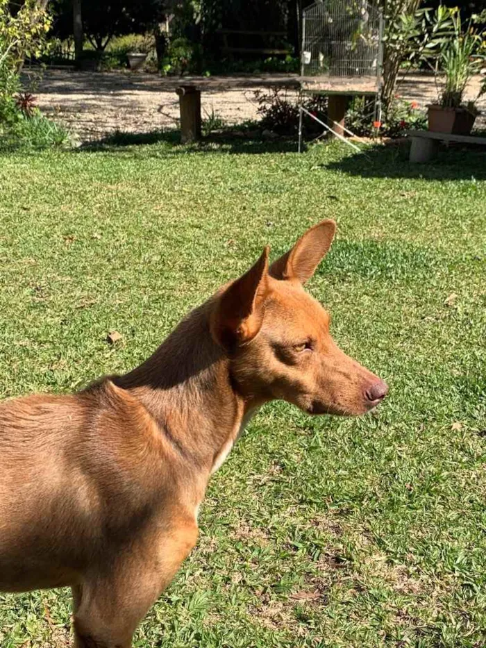 Cachorro ra a Desconhecida  idade  nome Bingo 