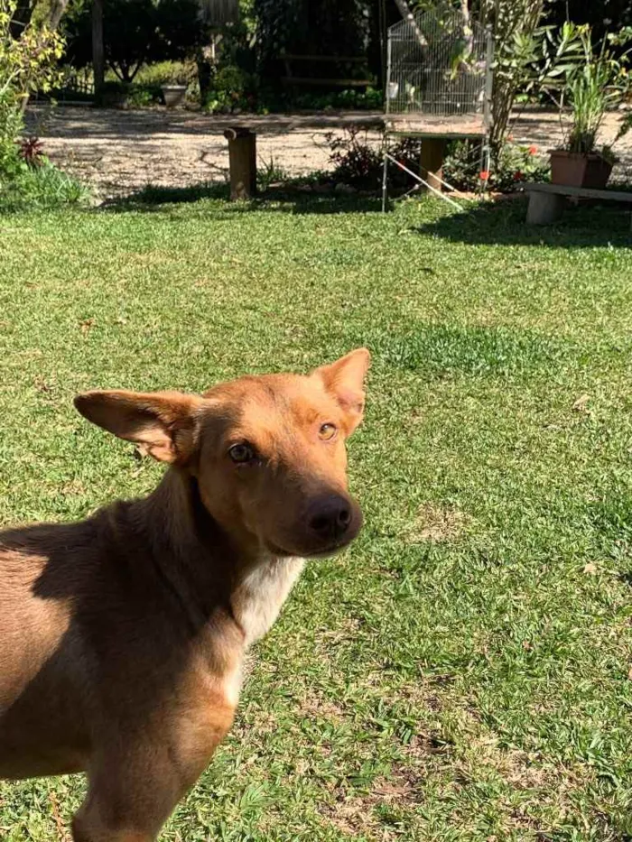 Cachorro ra a Desconhecida  idade  nome Bingo 