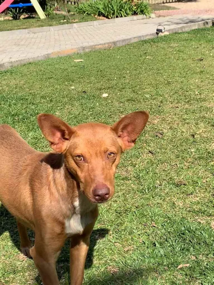 Cachorro ra a Desconhecida  idade  nome Bingo 