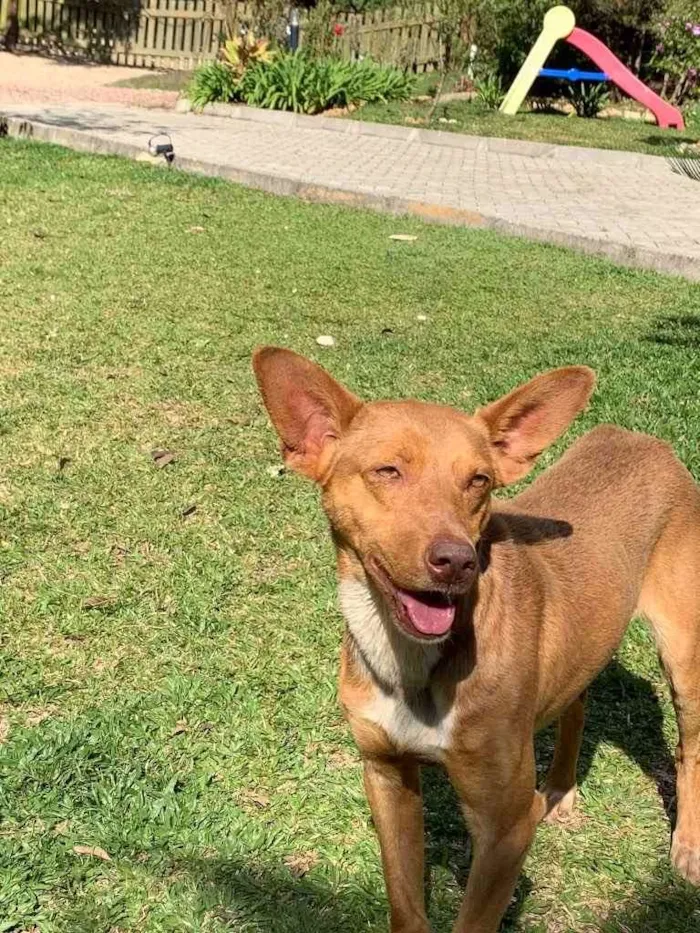 Cachorro ra a Desconhecida  idade  nome Bingo 