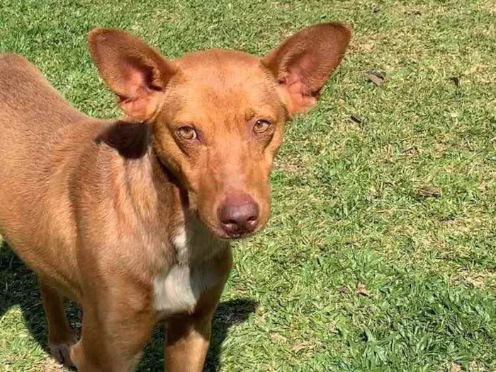 Cachorro ra a Desconhecida  idade  nome Bingo 