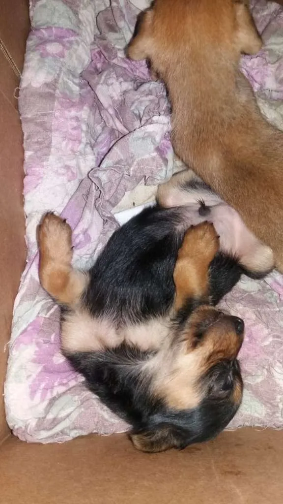 Cachorro ra a  idade Abaixo de 2 meses nome seis cachorros