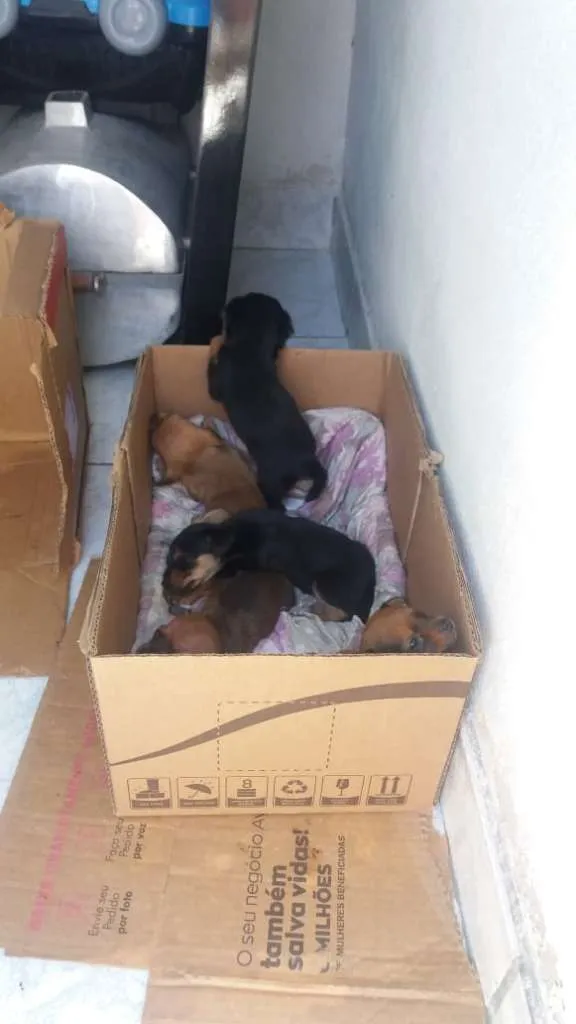 Cachorro ra a  idade Abaixo de 2 meses nome seis cachorros