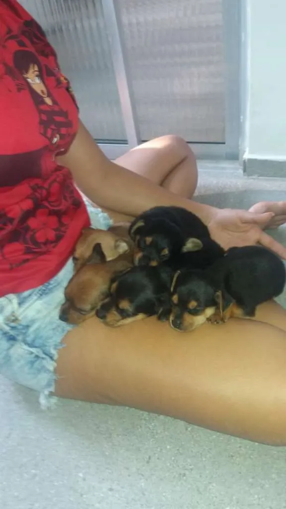 Cachorro ra a  idade Abaixo de 2 meses nome seis cachorros