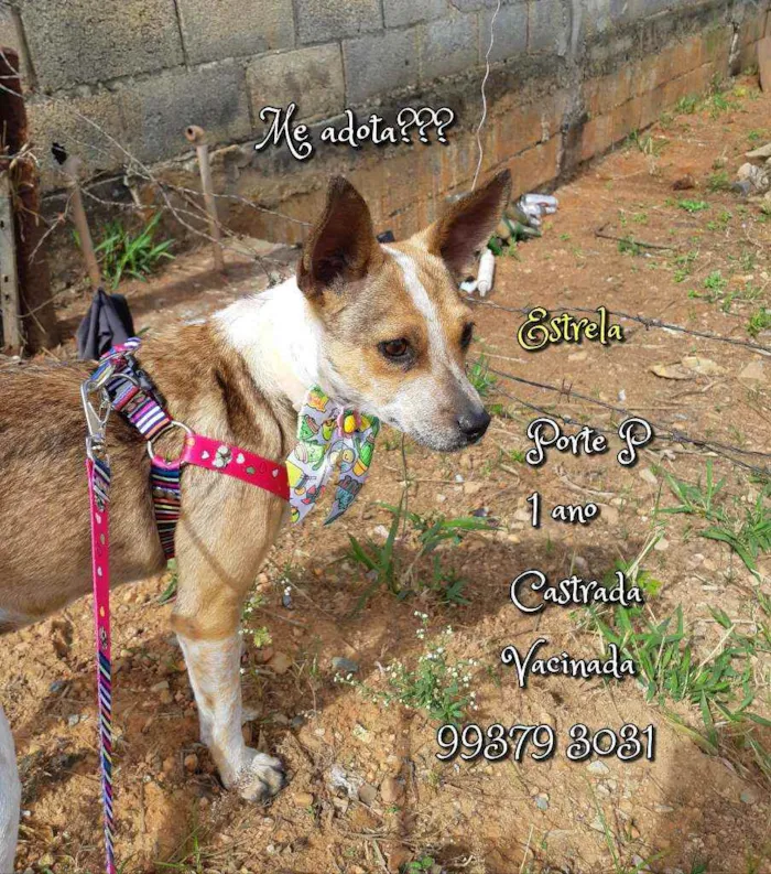 Cachorro raça SRD idade 1 ano nome Estrela