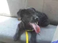 Pretinha