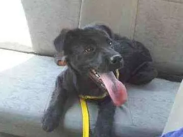 Cachorro ra a SRD idade 3 anos nome Pretinha