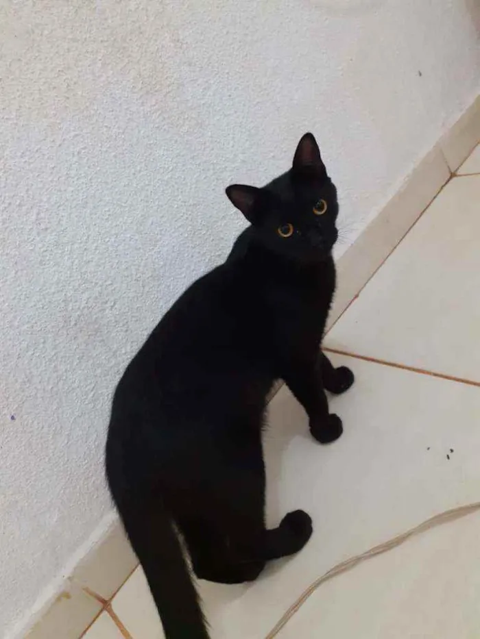 Gato ra a  idade 7 a 11 meses nome Visitante 