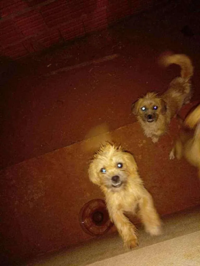 Cachorro ra a Nao definida idade 7 a 11 meses nome Kiko e chaves