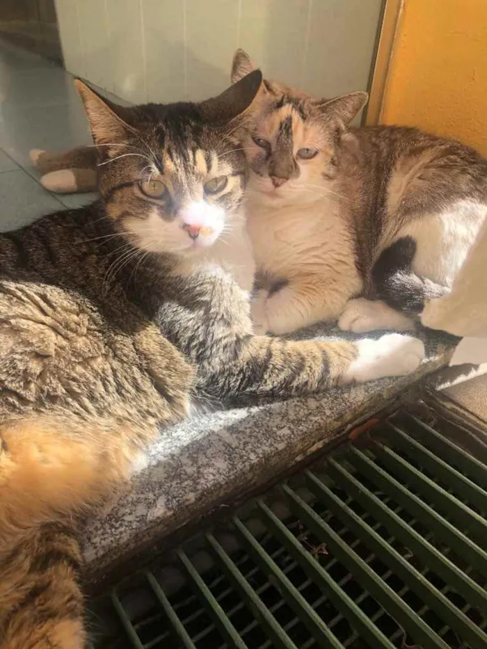 Gato ra a Vira lata idade 2 anos nome Alfredo e Pandora