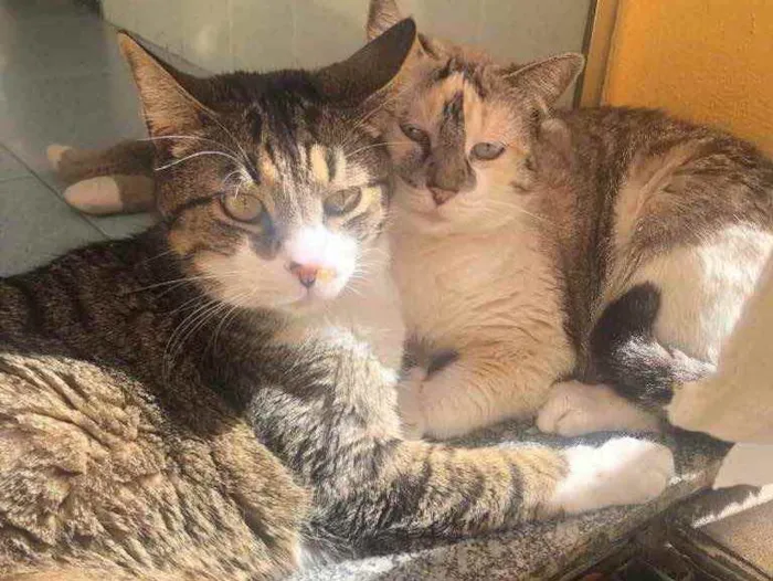 Gato ra a Vira lata idade 2 anos nome Alfredo e Pandora