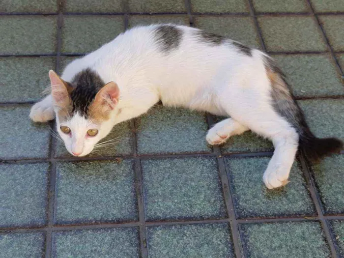 Gato ra a Sem raça definida idade 2 a 6 meses nome Sem nome