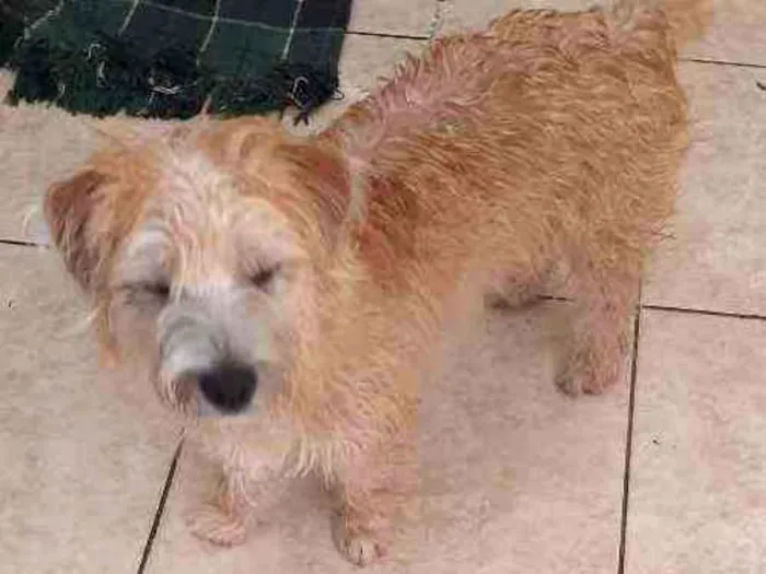 Cachorro ra a Sem raça definida idade 7 a 11 meses nome Lili