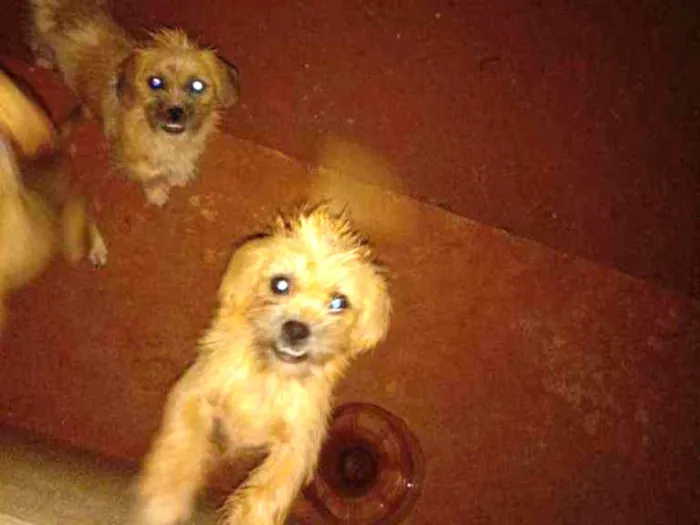 Cachorro ra a Nao definida idade 7 a 11 meses nome Kiko e chaves