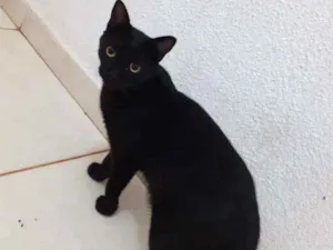 Gato raça  idade 7 a 11 meses nome Visitante 