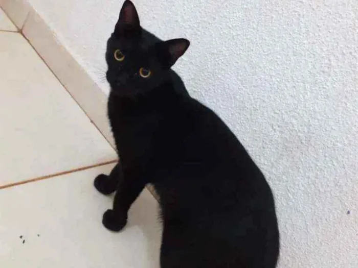 Gato ra a  idade 7 a 11 meses nome Visitante 