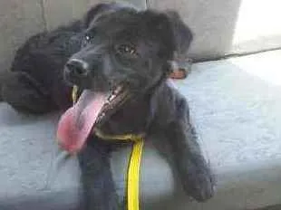 Cachorro ra a SRD idade 3 anos nome Pretinha