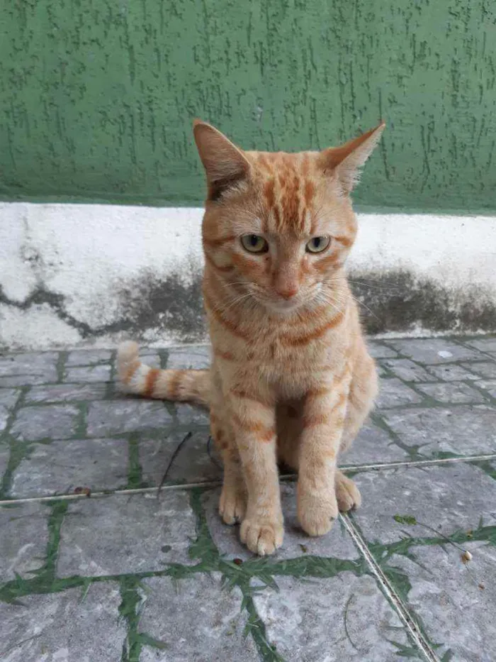 Gato ra a Sem raça definida idade 1 ano nome Sem nome