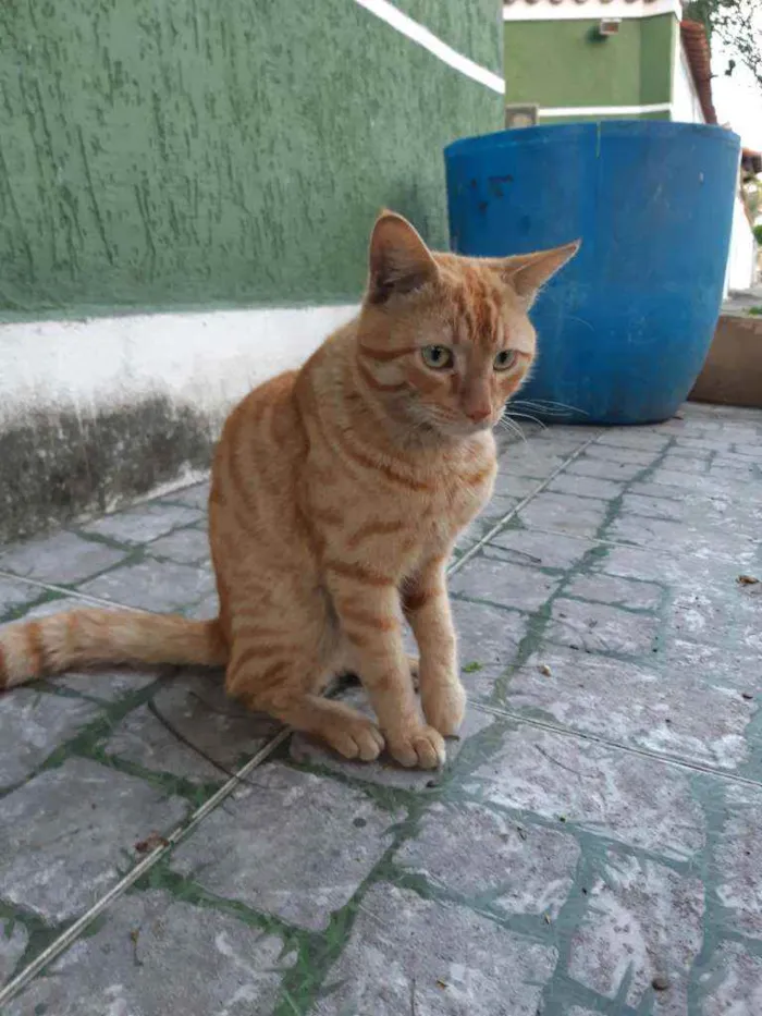 Gato ra a Sem raça definida idade 1 ano nome Sem nome