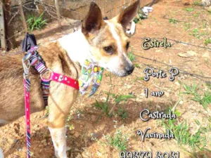 Cachorro raça SRD idade 1 ano nome Estrela
