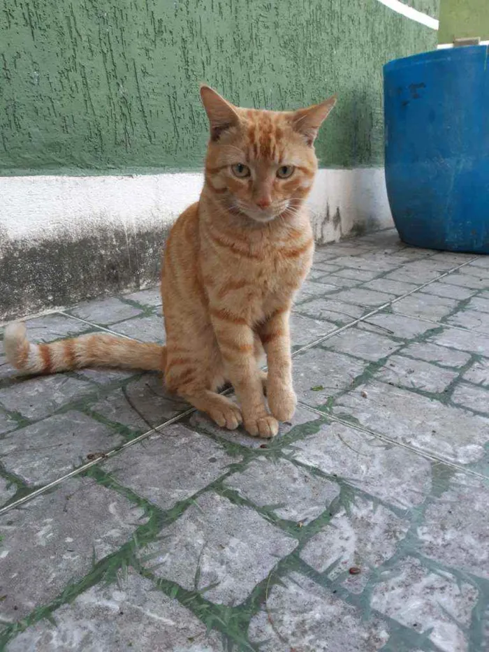 Gato ra a Sem raça definida idade 1 ano nome Sem nome