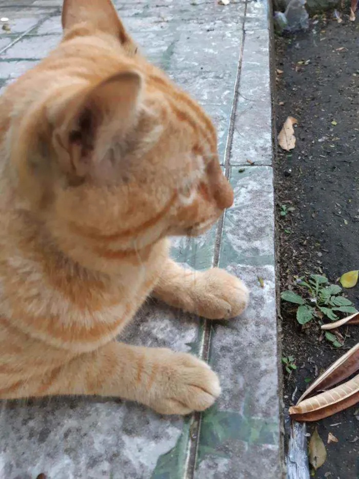 Gato ra a Sem raça definida idade 1 ano nome Sem nome