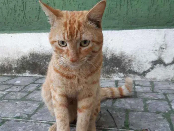 Gato ra a Sem raça definida idade 1 ano nome Sem nome