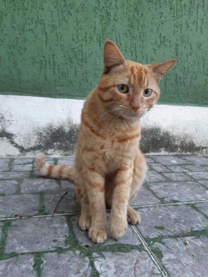 Gato ra a Sem raça definida idade 1 ano nome Sem nome