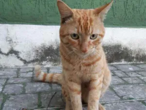 Gato raça Sem raça definida idade 1 ano nome Sem nome