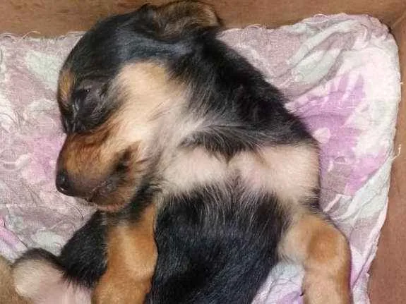 Cachorro ra a  idade Abaixo de 2 meses nome seis cachorros