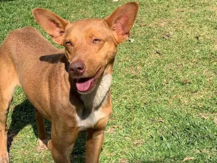 Cachorro ra a Desconhecida  idade  nome Bingo 