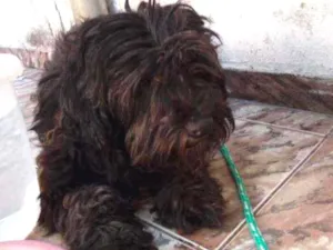 Cachorro raça SRD idade 4 anos nome Preta Gil