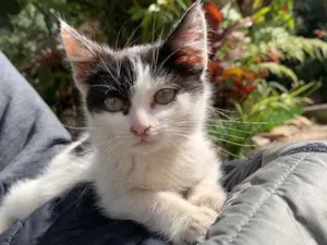 Gato raça Desconhecida  idade 2 a 6 meses nome Mili