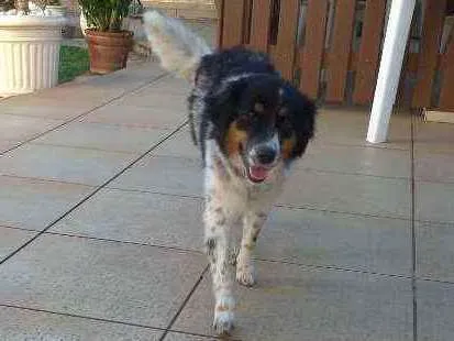 Cachorro raça Desconhecido idade 7 a 11 meses nome Sol