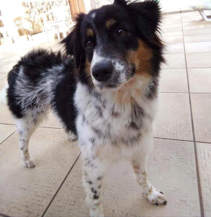 Cachorro raça Desconhecido idade 7 a 11 meses nome Sol