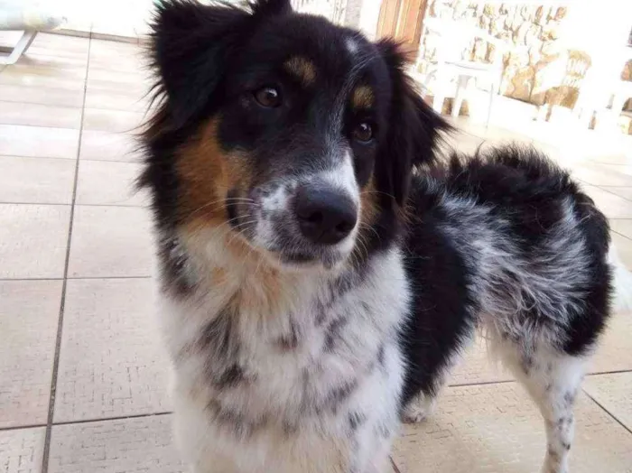 Cachorro raça Desconhecido idade 7 a 11 meses nome Sol