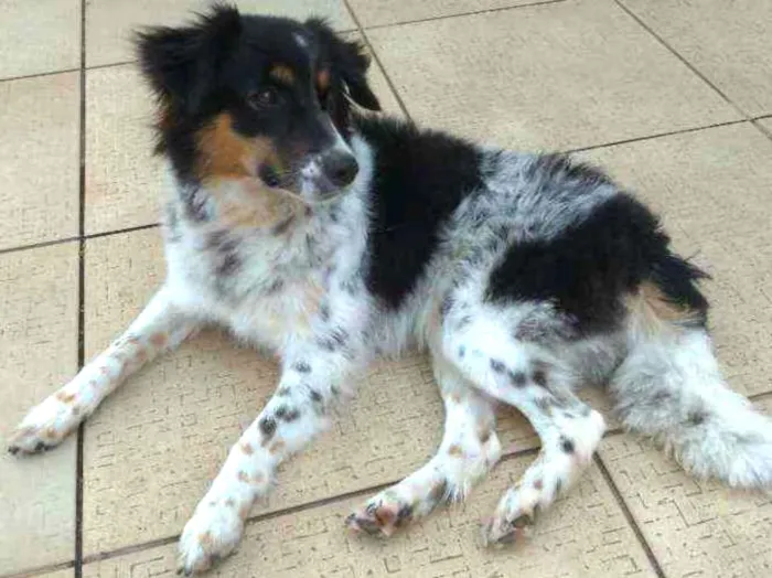 Cachorro raça Desconhecido idade 7 a 11 meses nome Sol