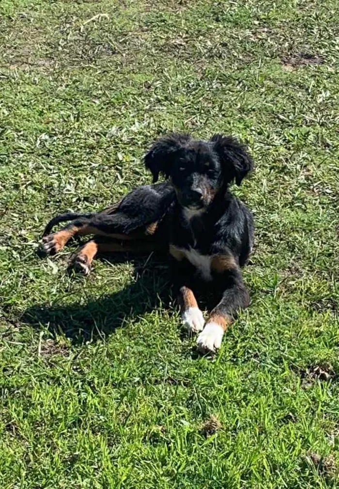 Cachorro ra a  idade 2 a 6 meses nome Menininha