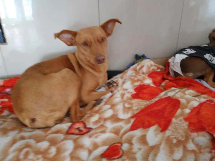 Cachorro ra a Srd idade 1 ano nome Belinha
