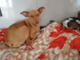 Belinha
