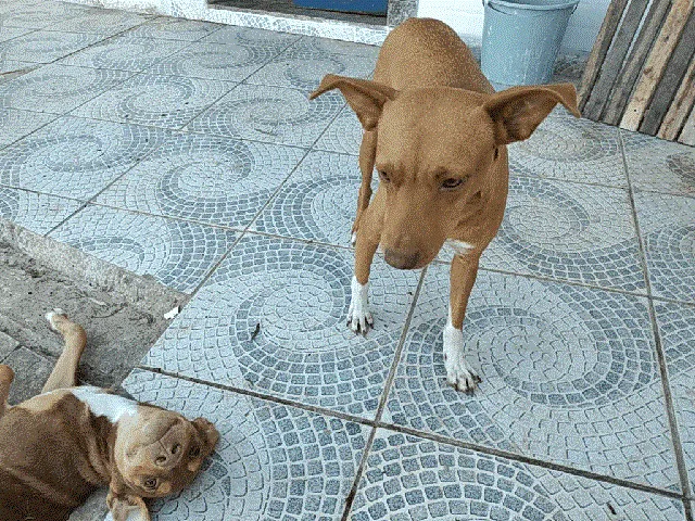 Cachorro ra a Srd idade 1 ano nome Belinha
