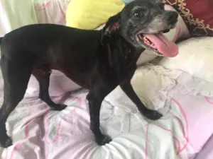 Cachorro raça SRD idade 6 ou mais anos nome Shrek