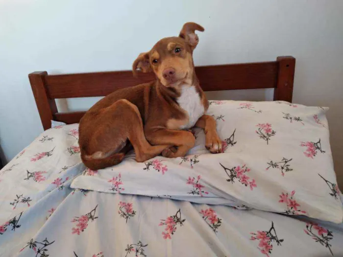 Cachorro ra a Srd idade 2 a 6 meses nome Vitória 