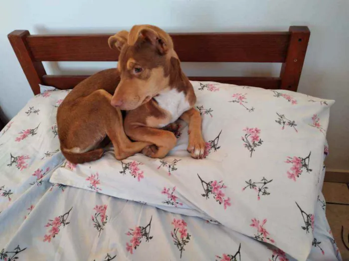 Cachorro ra a Srd idade 2 a 6 meses nome Vitória 